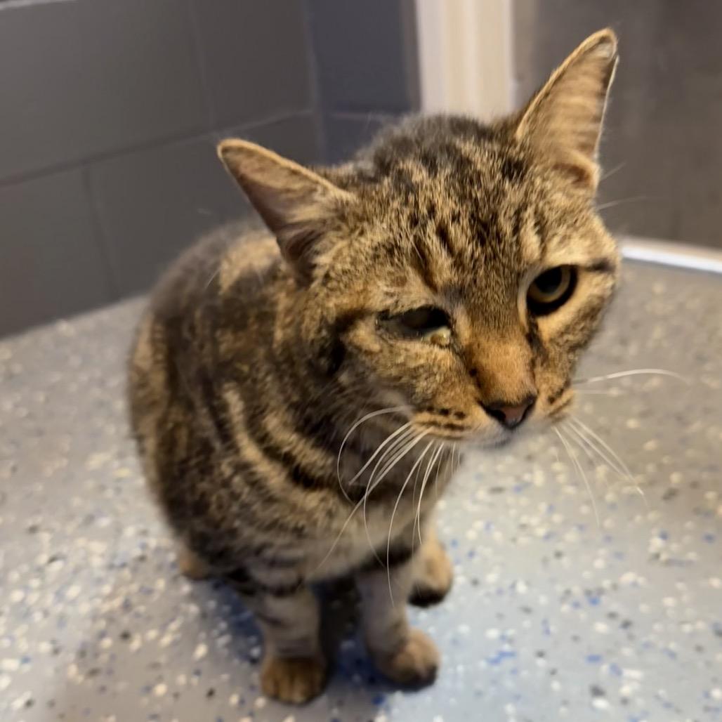 Rollo, Adoptable, Senior Male Domestic Short Hair.
