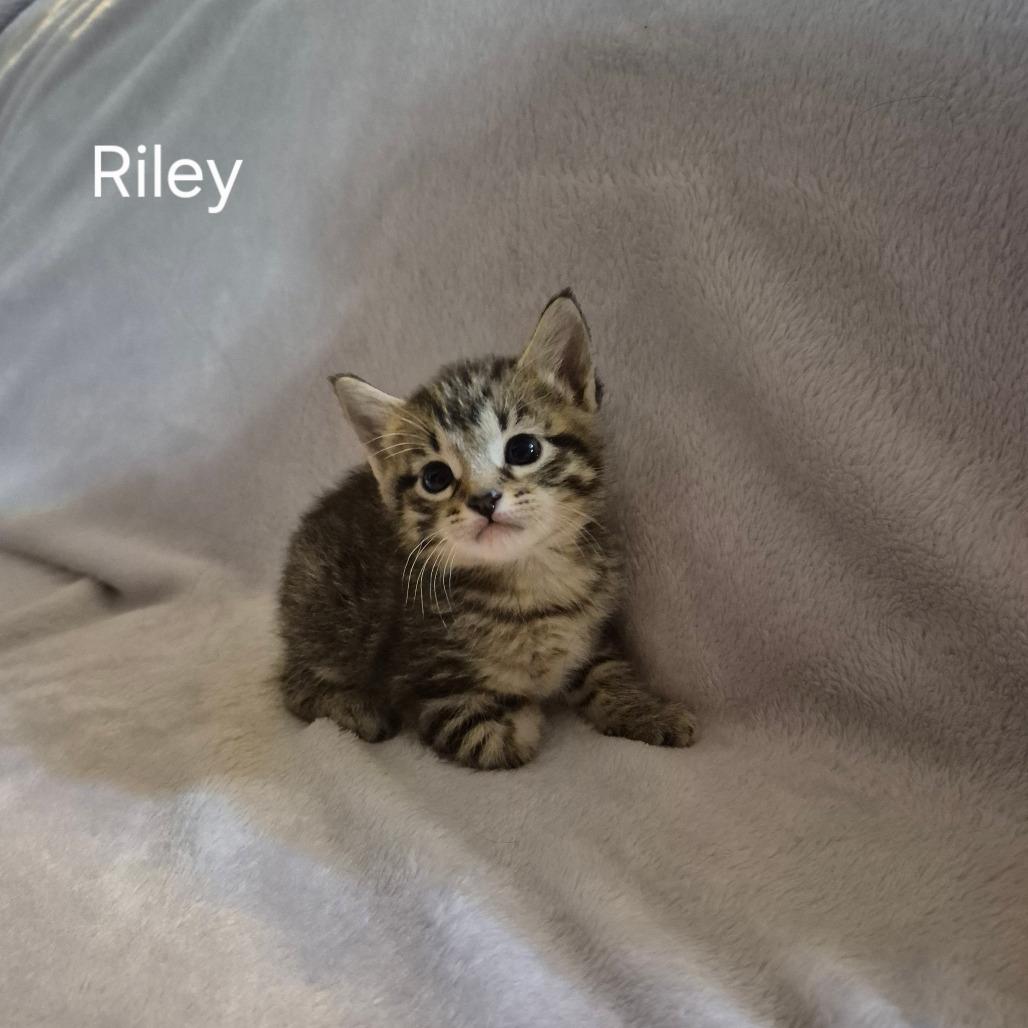 Enlarge Riley, a ADOPTABLE Domestic Short Hair in Okmulgee, OK image 1/1
