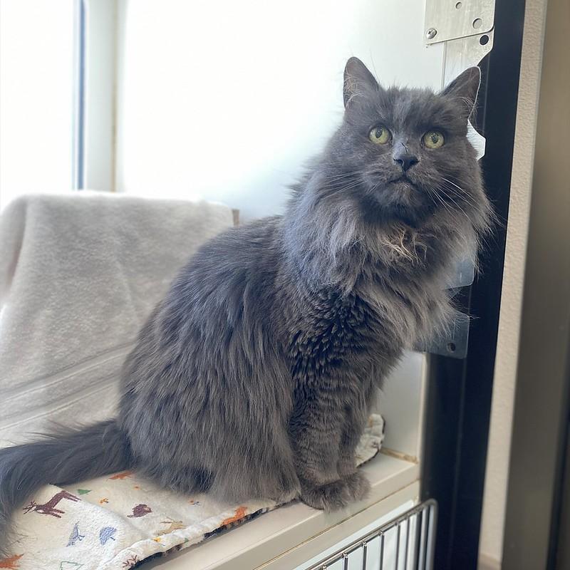 Bailey, ADOPTABLE, Senior Female Domestic Long Hair.