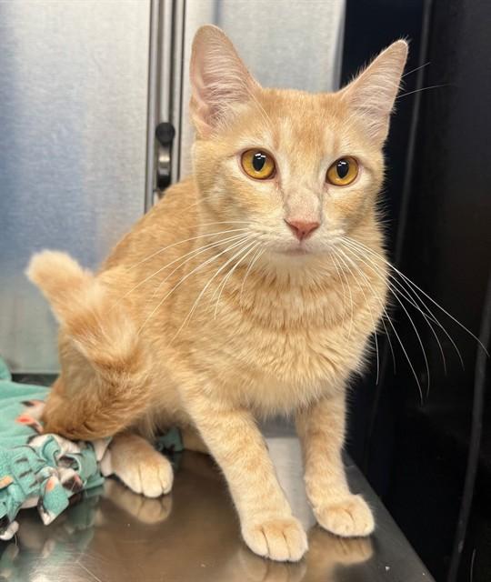 LONDON, Adoptable, Young Female Domestic Short Hair.