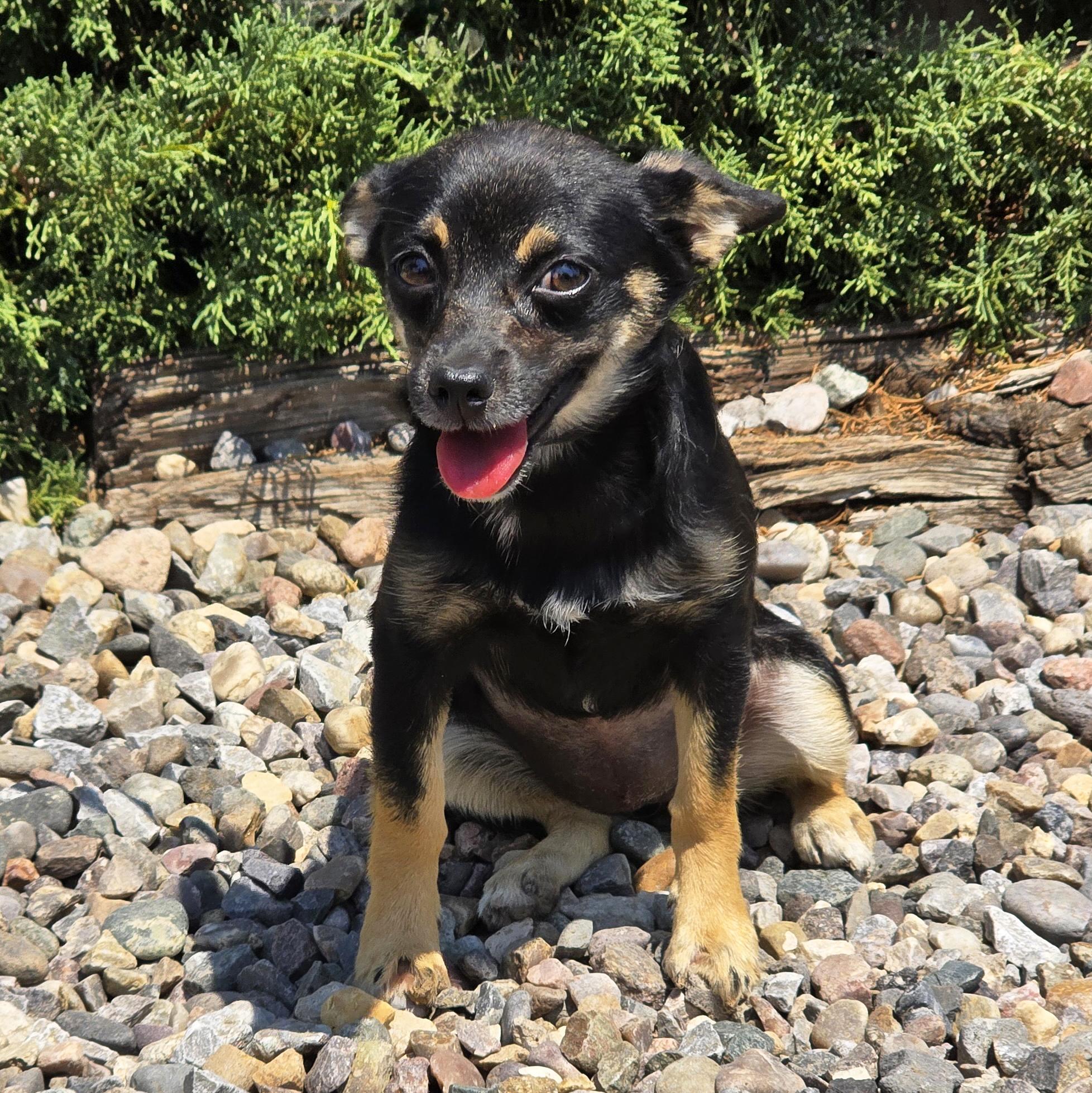 Yummy Lil Ms Yahtzee - SWEET Cuddle Bunny Chiweenie, adopted, Young Female Chiweenie.