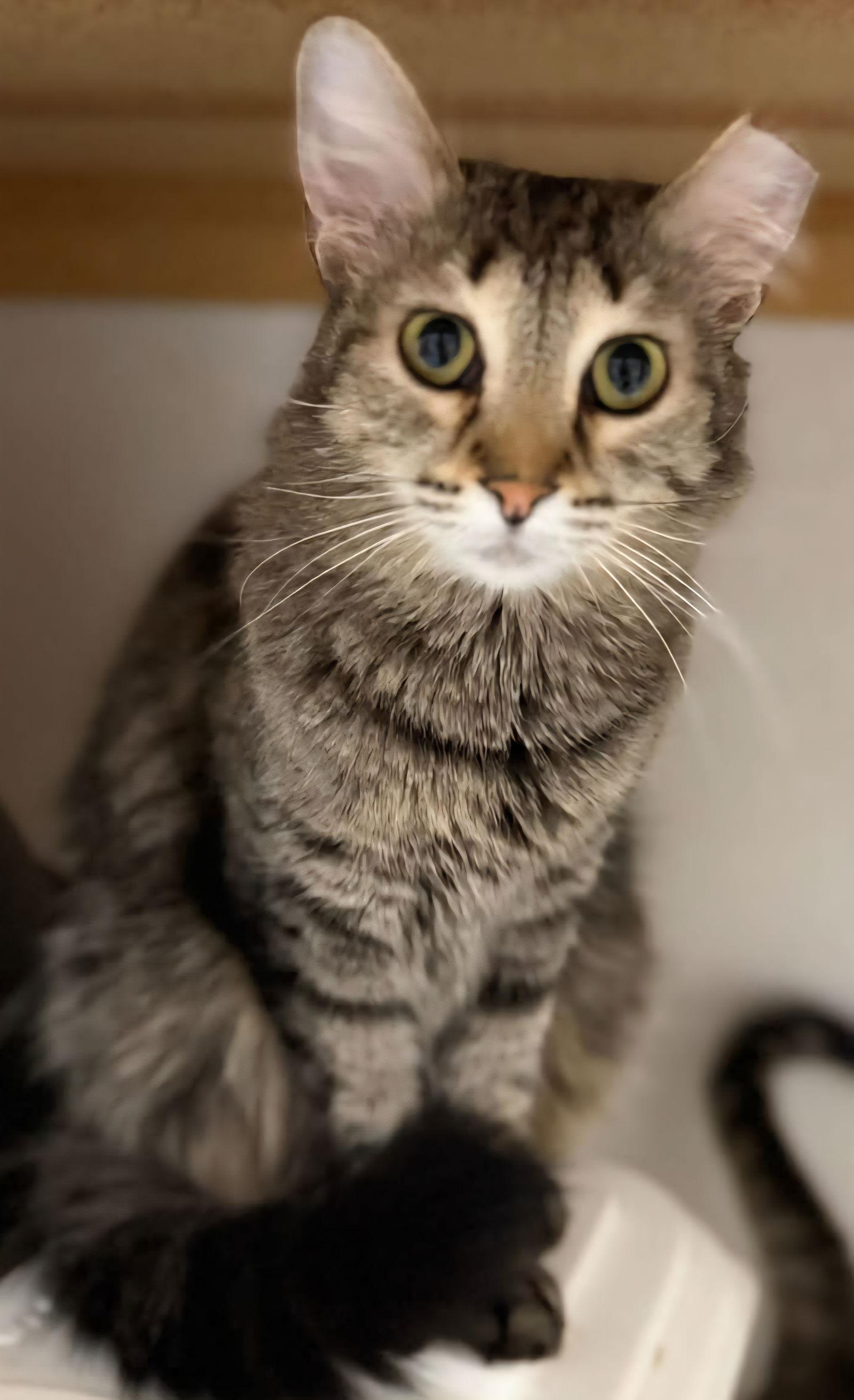 Stripes, Adopted, Adult Male Domestic Medium Hair.