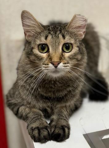 Enlarge Stripes, a Adopted Domestic Medium Hair in Phoenix, AZ image 2/3
