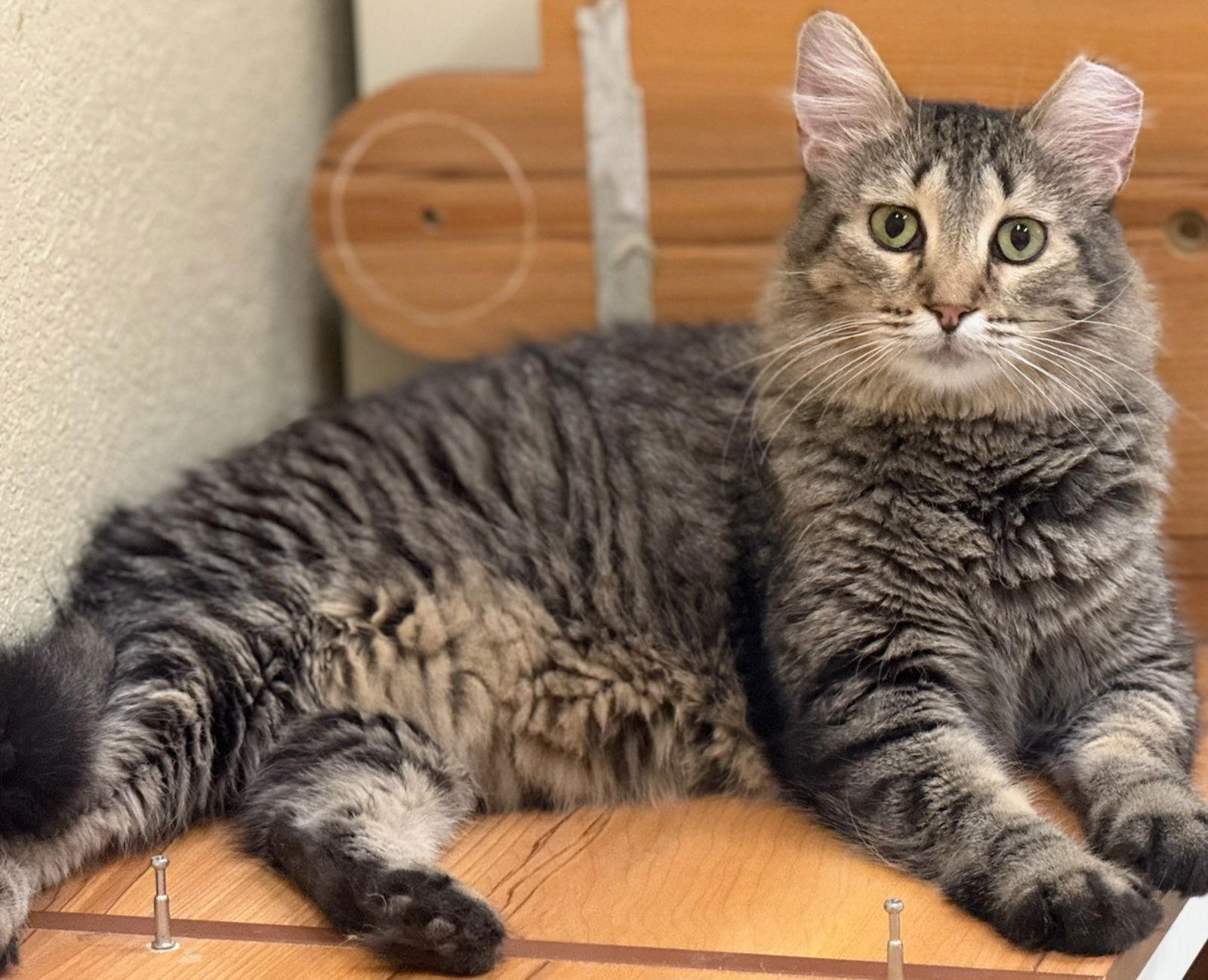 Enlarge Stripes, a Adopted Domestic Medium Hair in Phoenix, AZ image 3/3