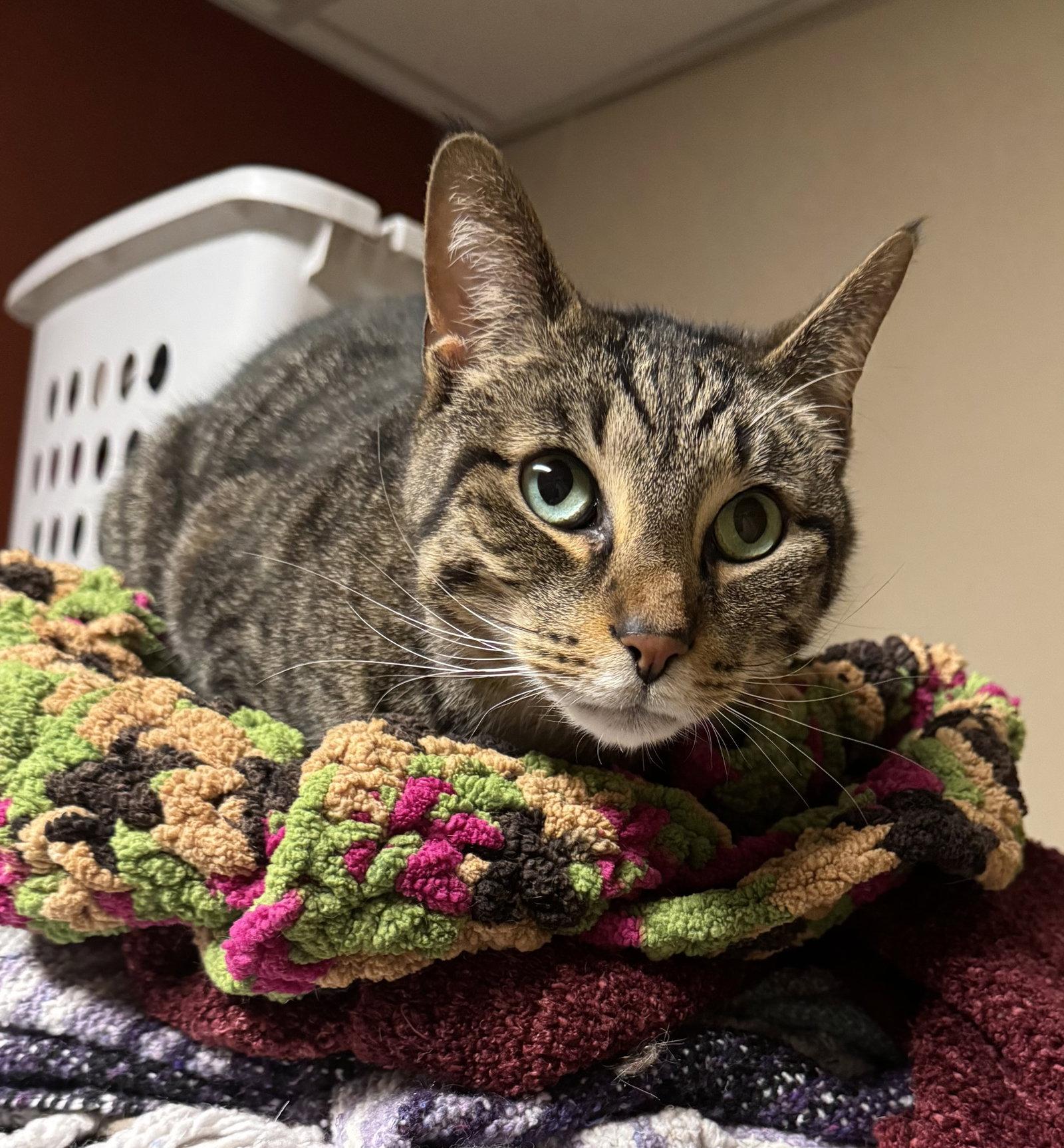 Bruno, a Adoptable Domestic Short Hair in Tonawanda, NY image 1/3