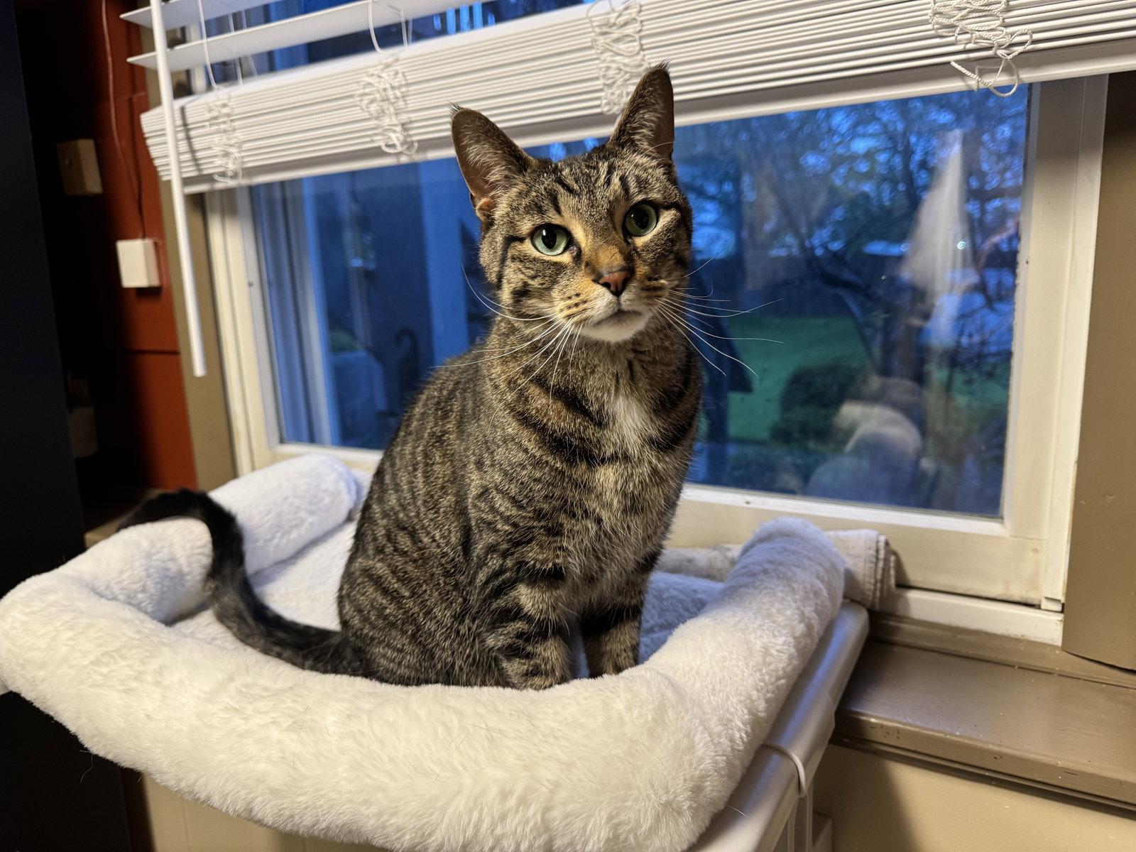 Bruno, a Adoptable Domestic Short Hair in Tonawanda, NY image 2/3