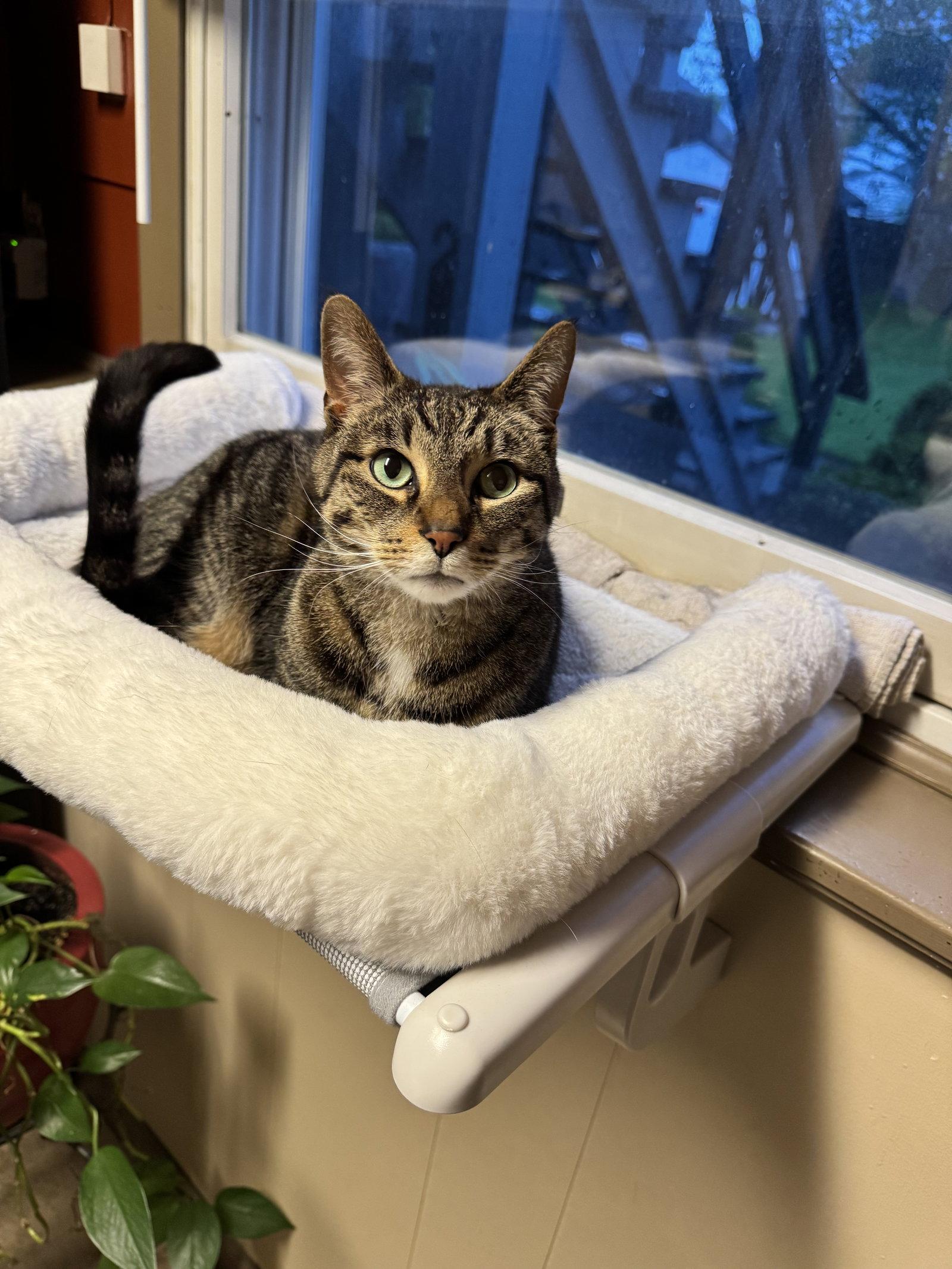 Bruno, a Adoptable Domestic Short Hair in Tonawanda, NY image 3/3