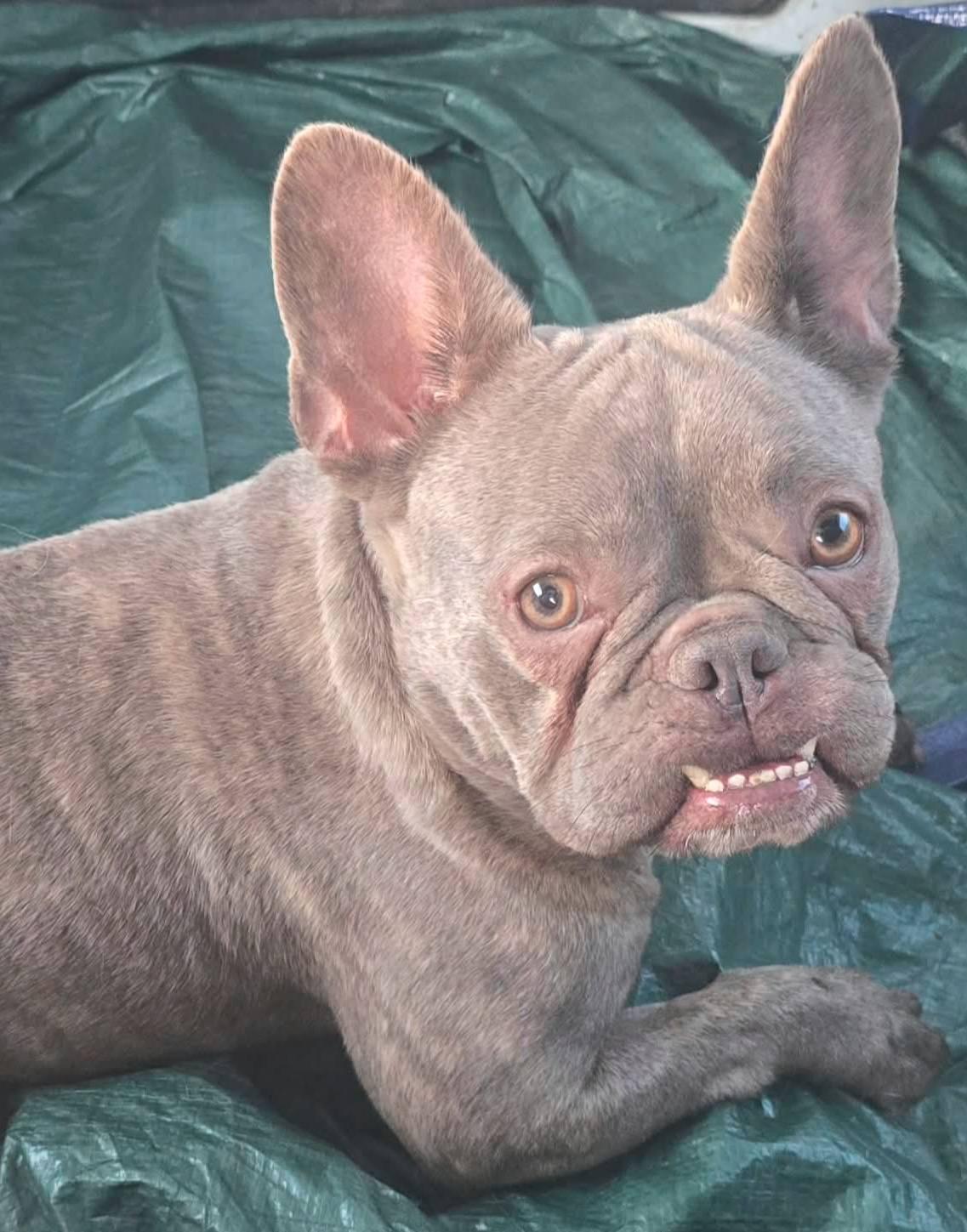 Enlarge Anita Baker, a ADOPTABLE French Bulldog in Toledo, OH image 2/3