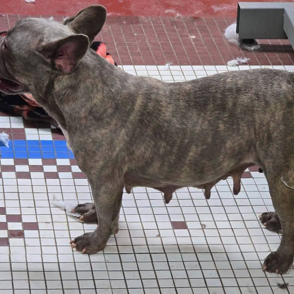 Enlarge Anita Baker, a ADOPTABLE French Bulldog in Toledo, OH image 3/3