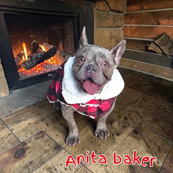 Enlarge Anita Baker, a ADOPTABLE French Bulldog in Toledo, OH image 1/3