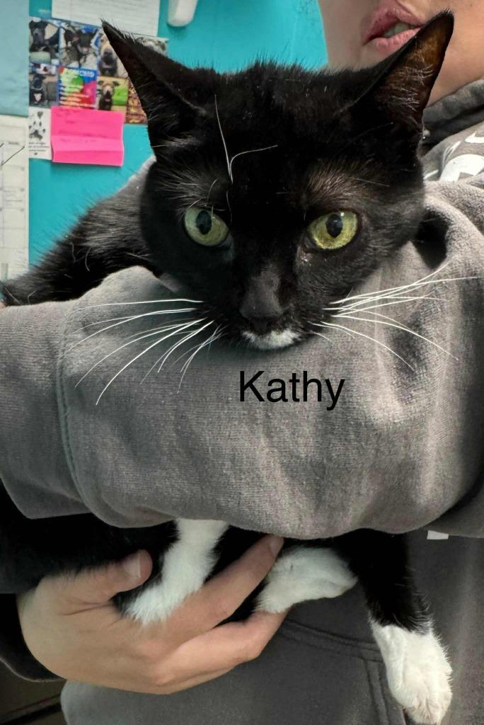 Enlarge Kathy, a Adoptable mixed breed in Utica, MI image 1/1