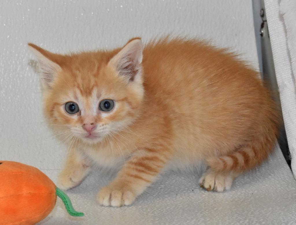 Enlarge Lionel, a Adoptable mixed breed in Springfield, OH image 1/3