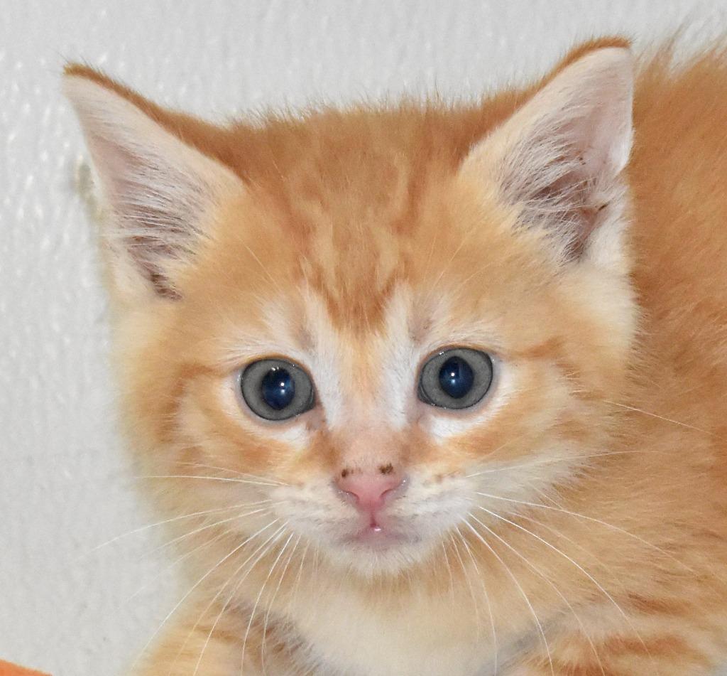 Enlarge Lionel, a Adoptable mixed breed in Springfield, OH image 2/3