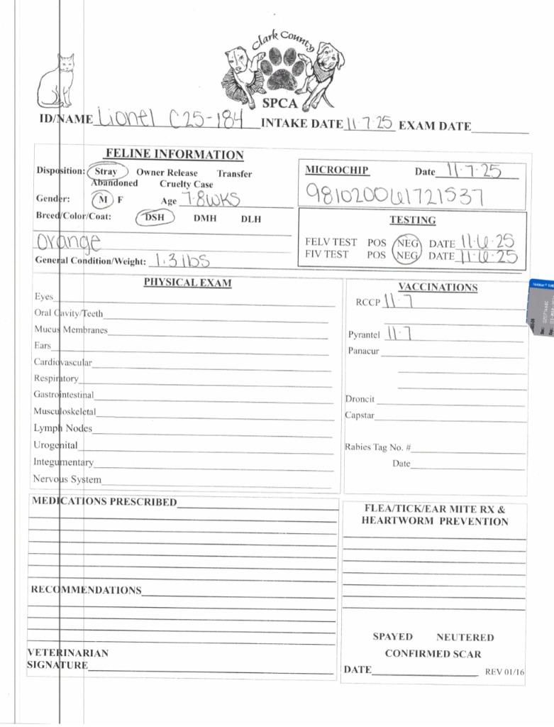 Enlarge Lionel, a Adoptable mixed breed in Springfield, OH image 3/3