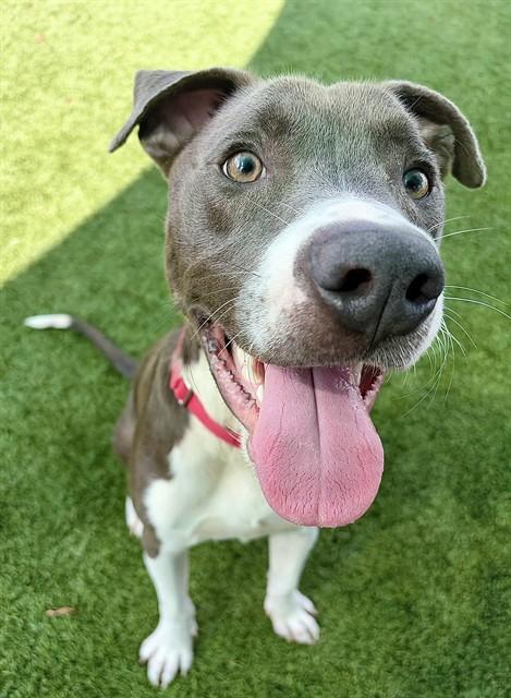 TANK, Adoptable, Young Male Pit Bull Terrier.