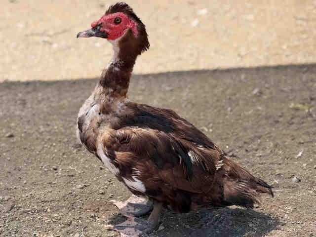 Enlarge SPIKE, a Adoptable Duck in Bonita, CA image 1/1
