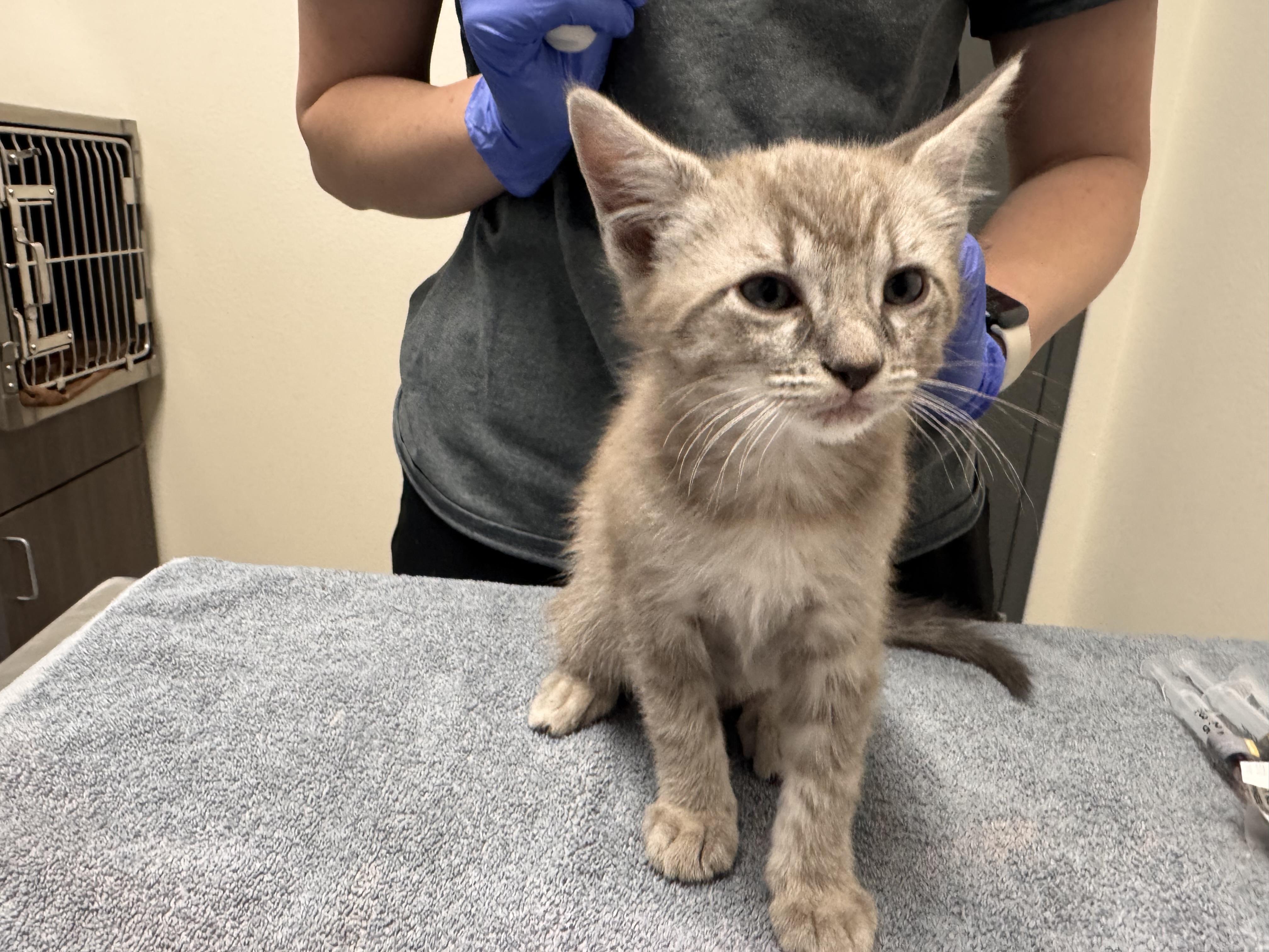 Black Panther, Adoptable, Kitten Male Domestic Medium Hair.