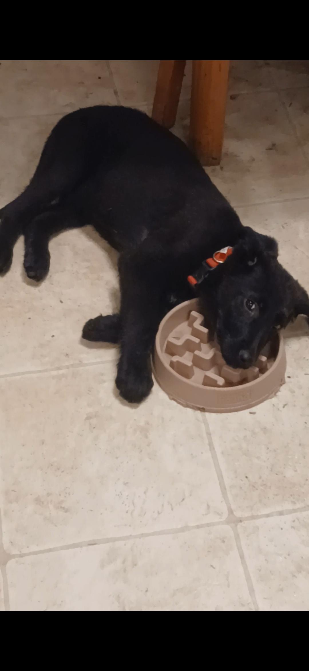 Muninn, ADOPTABLE, Puppy Male Mixed Breed.