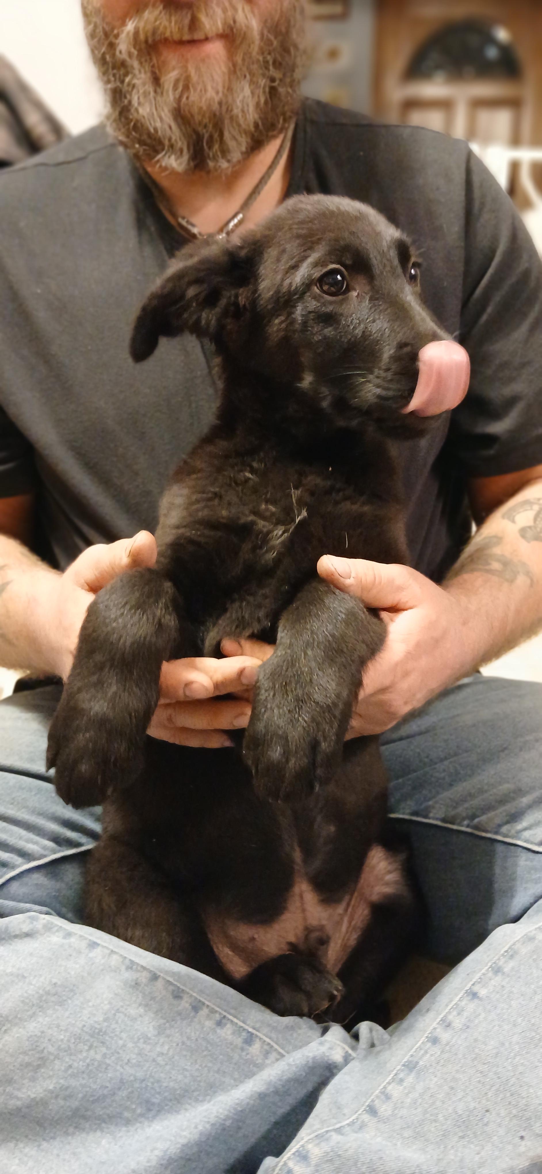 Enlarge Muninn, a ADOPTABLE Mixed Breed in Kenosha, WI image 2/3