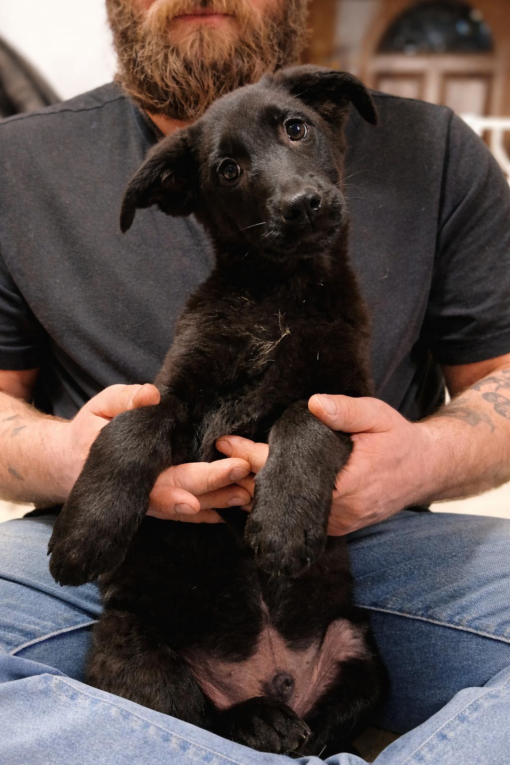 Enlarge Muninn, a ADOPTABLE Mixed Breed in Kenosha, WI image 3/3