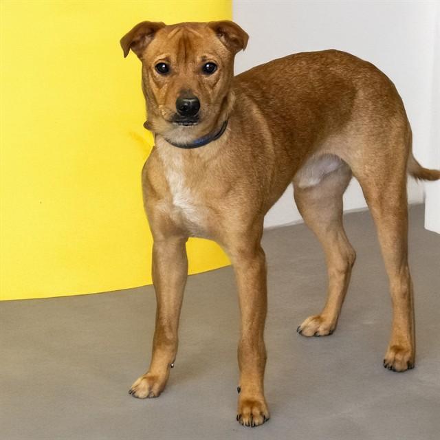 Enlarge DEKU, a Adoptable mixed breed in St. Louis, MO image 1/1