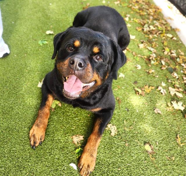 Enlarge BENNYY BOYY, a Adoptable Rottweiler in Minneapolis, MN image 1/1