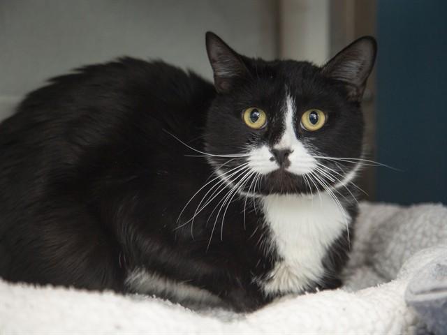 TUCKER, Adoptable, Young Male Domestic Short Hair.