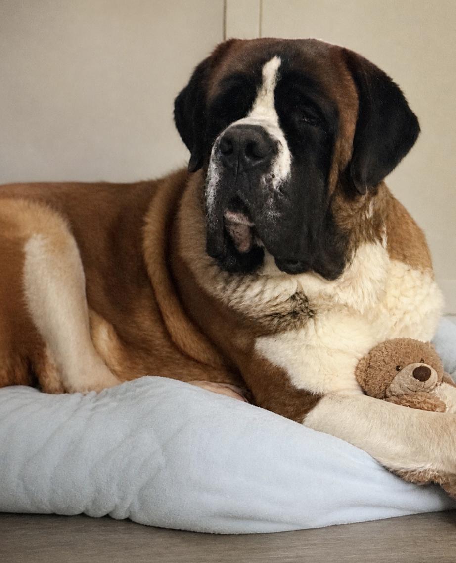 Tucker, ADOPTABLE, Young Male Saint Bernard.
