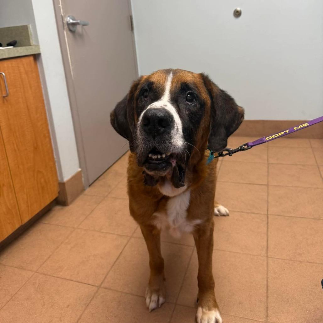 Enlarge Duncan, a Adoptable mixed breed in Phoenix, MD image 1/5
