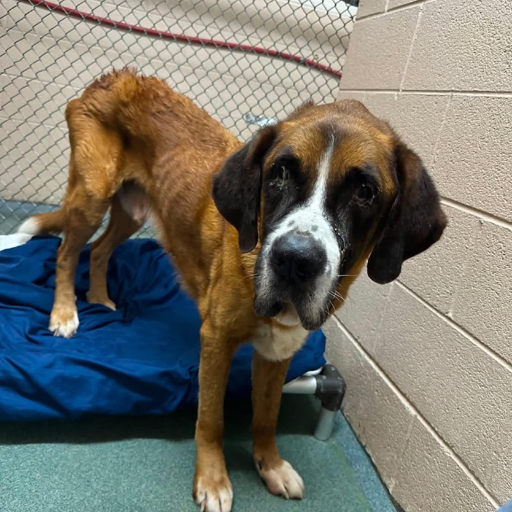 Enlarge Duncan, a Adoptable mixed breed in Phoenix, MD image 2/5