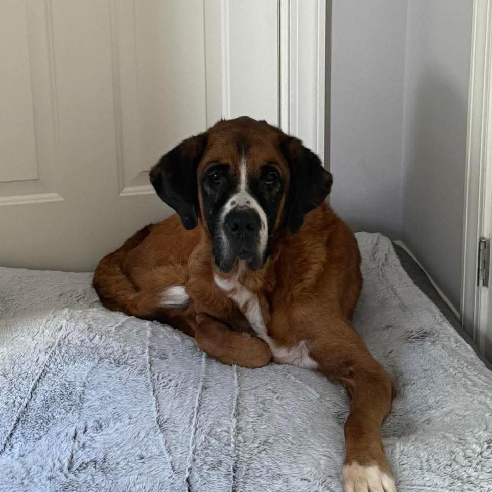 Enlarge Duncan, a Adoptable mixed breed in Phoenix, MD image 3/5