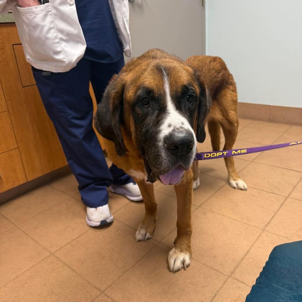 Enlarge Duncan, a Adoptable mixed breed in Phoenix, MD image 5/5