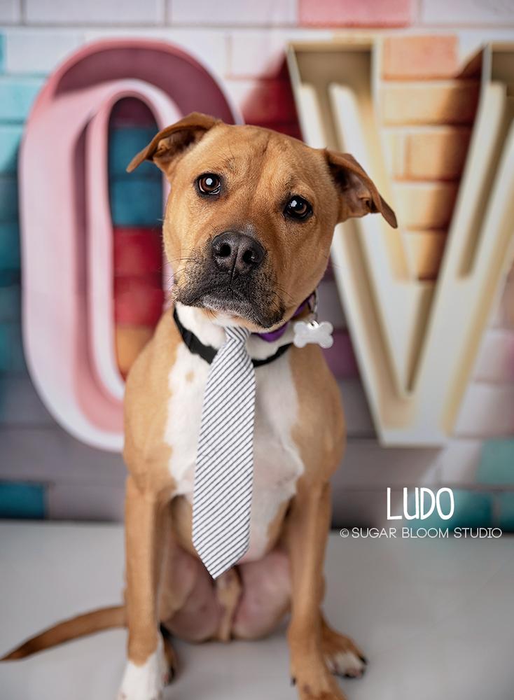 Enlarge Ludo, a Adoptable mixed breed in Littleton, CO image 3/6