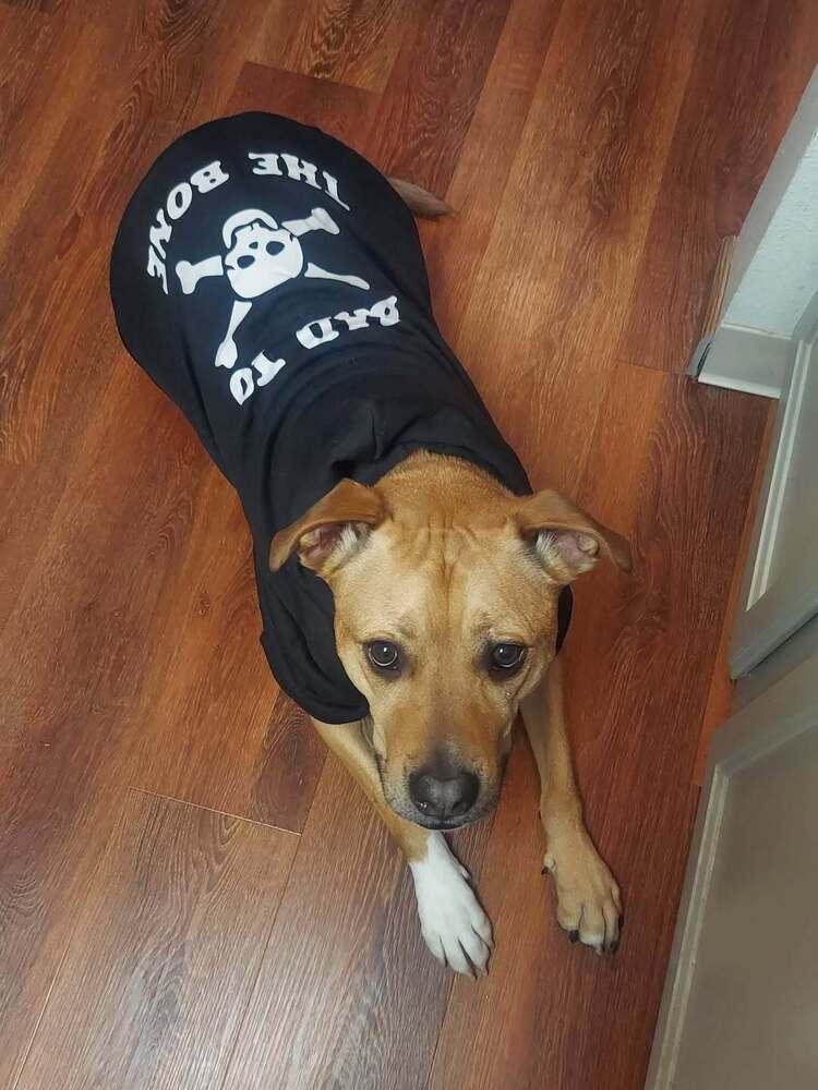 Enlarge Ludo, a Adoptable mixed breed in Littleton, CO image 4/6