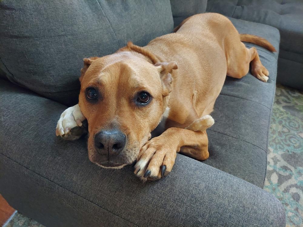 Enlarge Ludo, a Adoptable mixed breed in Littleton, CO image 5/6
