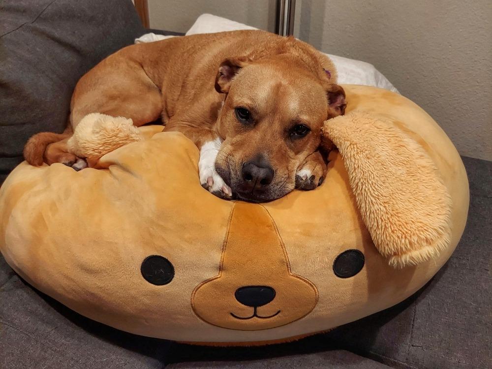Enlarge Ludo, a Adoptable mixed breed in Littleton, CO image 6/6