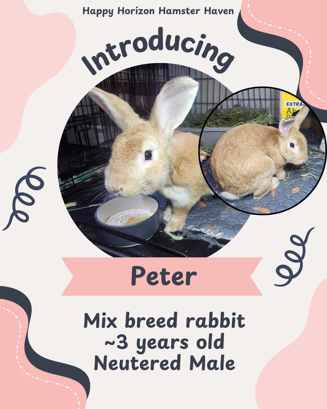 Peter, ADOPTABLE, Adult Male American.
