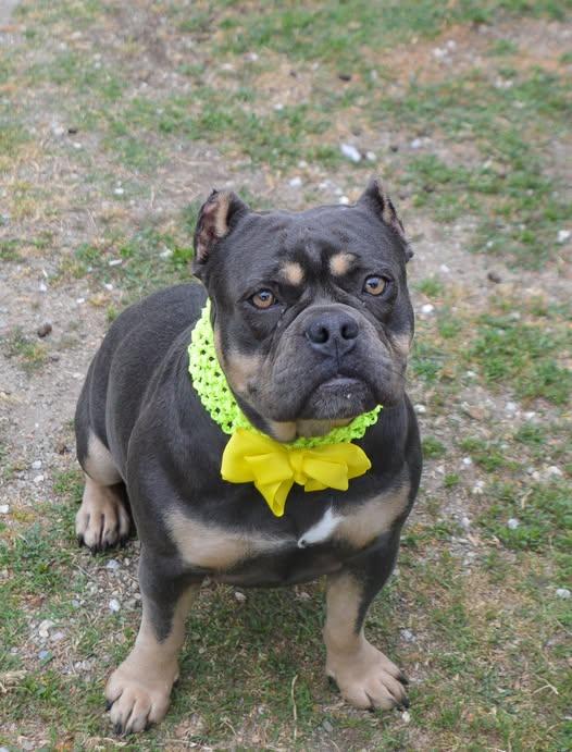 Cookie, Adopted, Young Female Pit Bull Terrier.