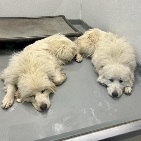 Solara, a Adoptable Great Pyrenees in Louisville, KY image 1/6