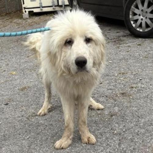 Solara, a Adoptable Great Pyrenees in Louisville, KY image 2/6