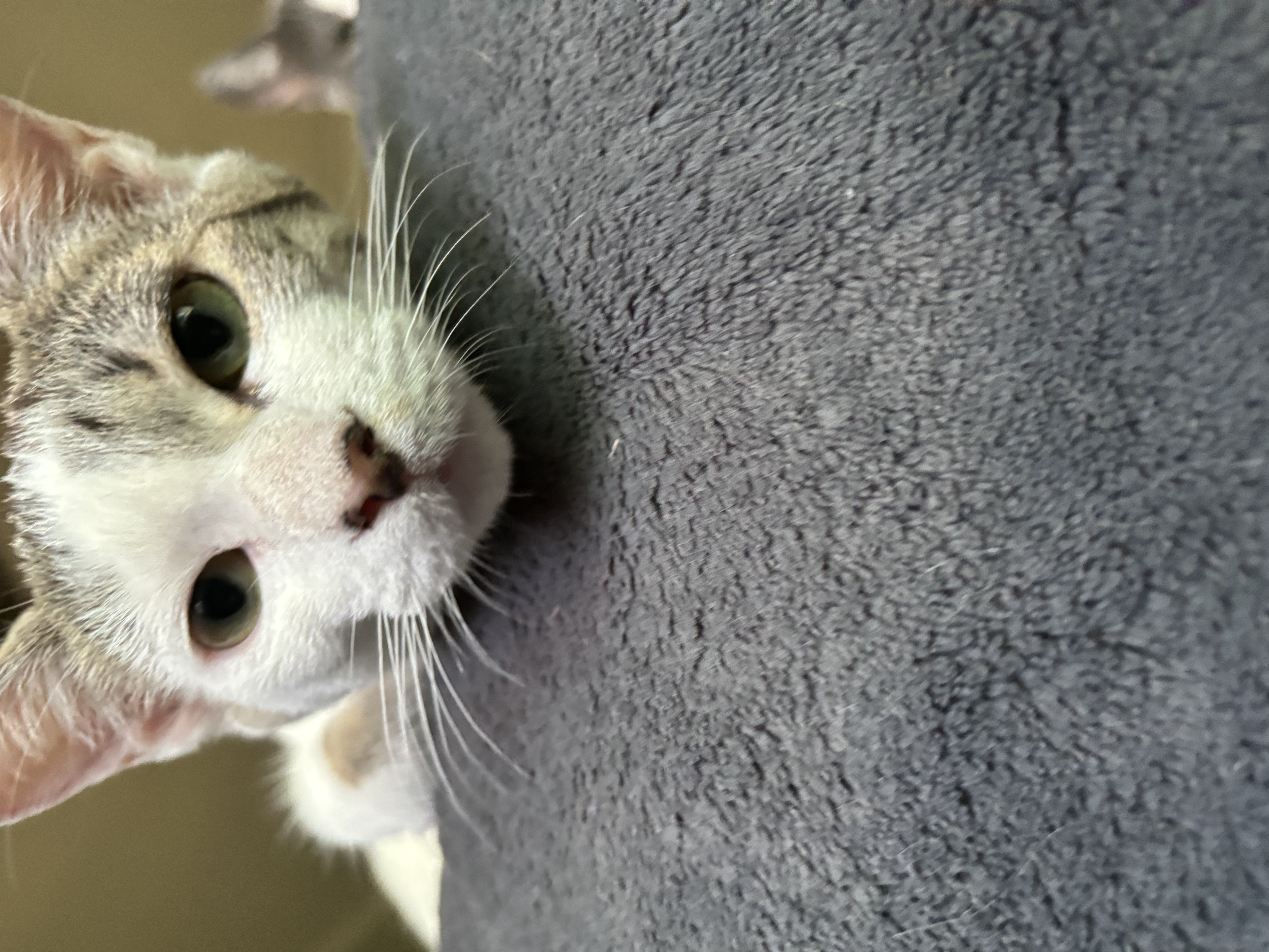 Callie, Adoptable, Kitten Female Tabby.