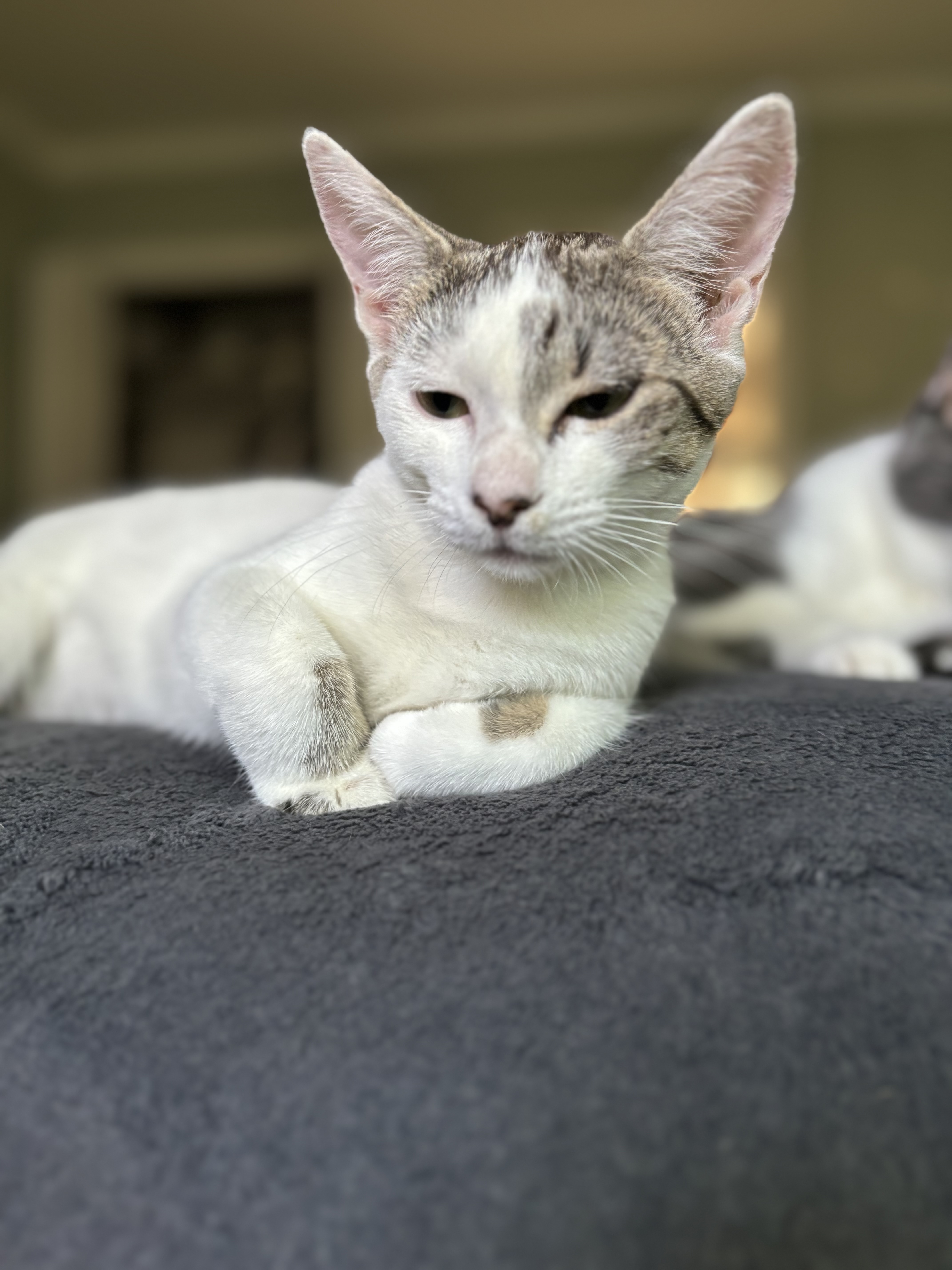 Enlarge Callie, a Adoptable Tabby in Fresno, CA image 2/3