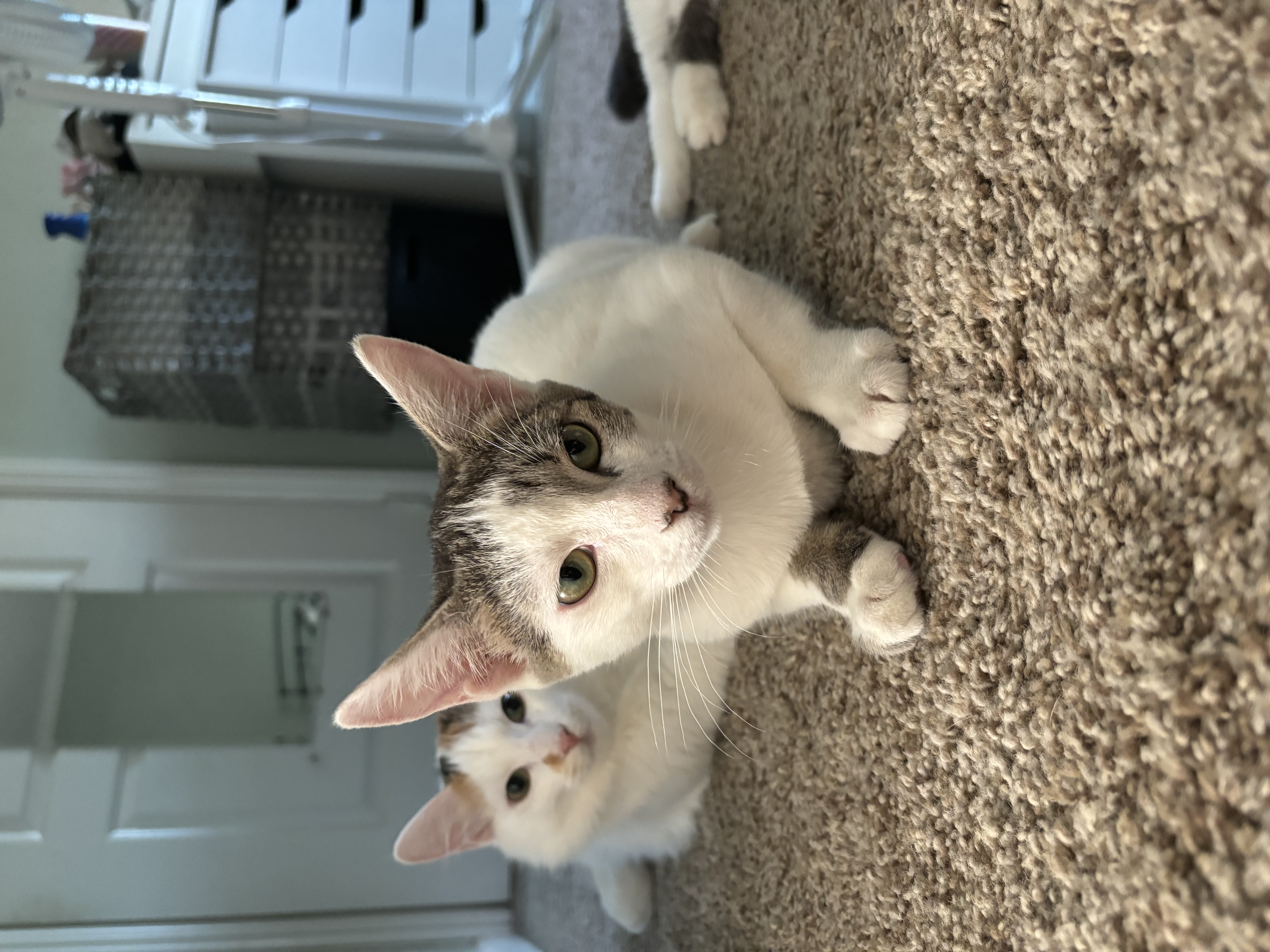 Enlarge Callie, a Adoptable Tabby in Fresno, CA image 3/3