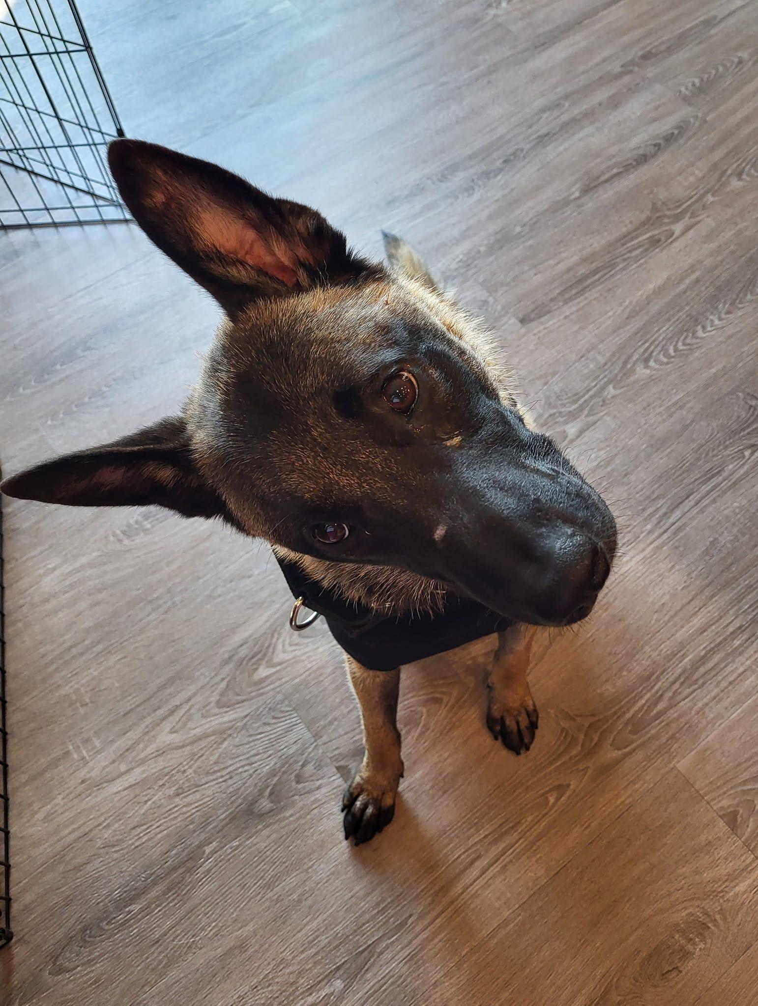 Frank, Adopted, Young Male Belgian Shepherd / Malinois.
