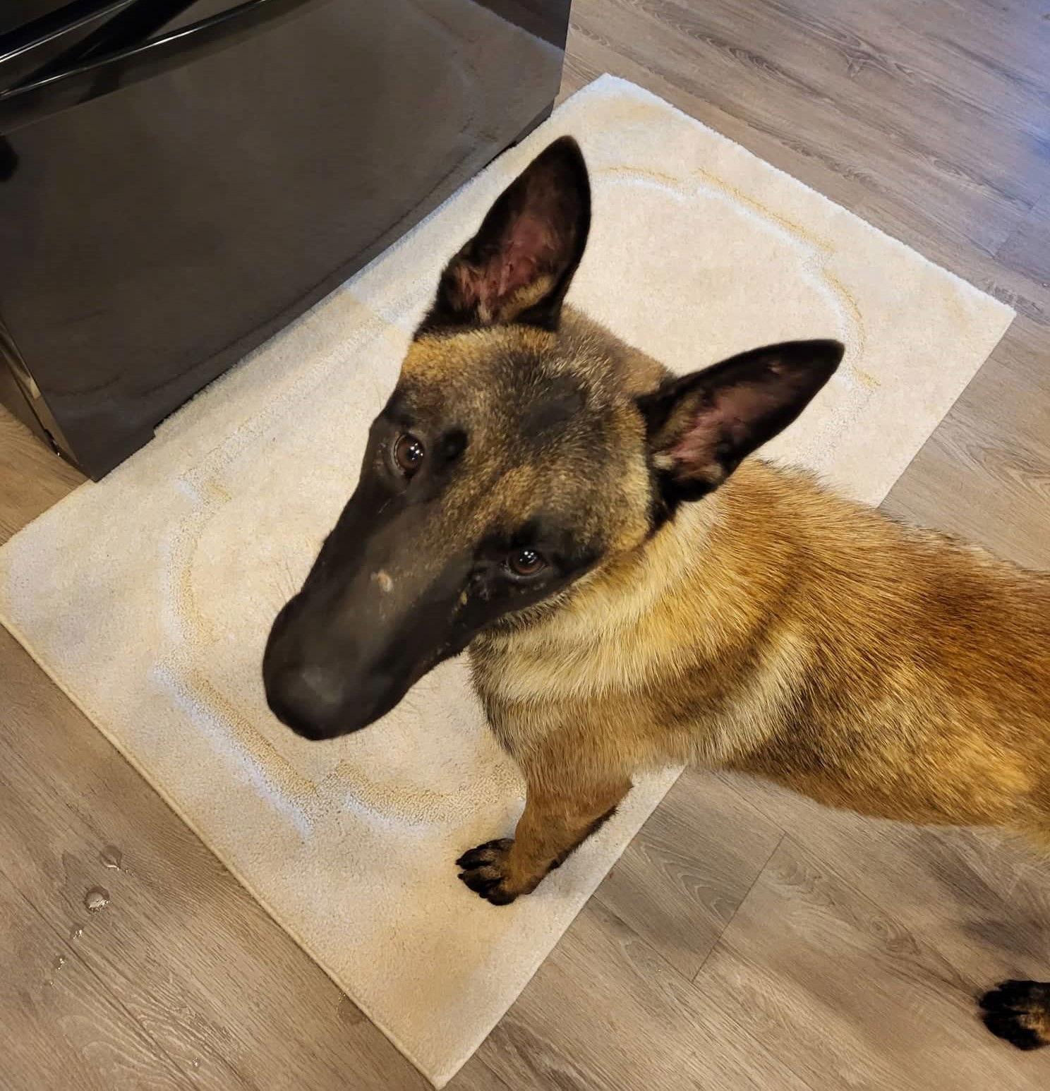 Enlarge Frank, a Adopted Belgian Shepherd / Malinois in Gretna, NE image 2/3
