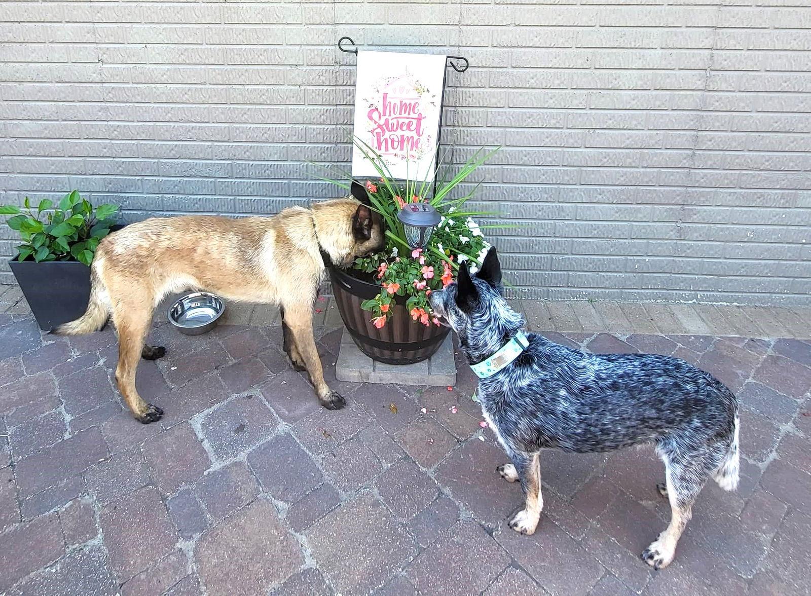 Enlarge Frank, a Adopted Belgian Shepherd / Malinois in Gretna, NE image 3/3