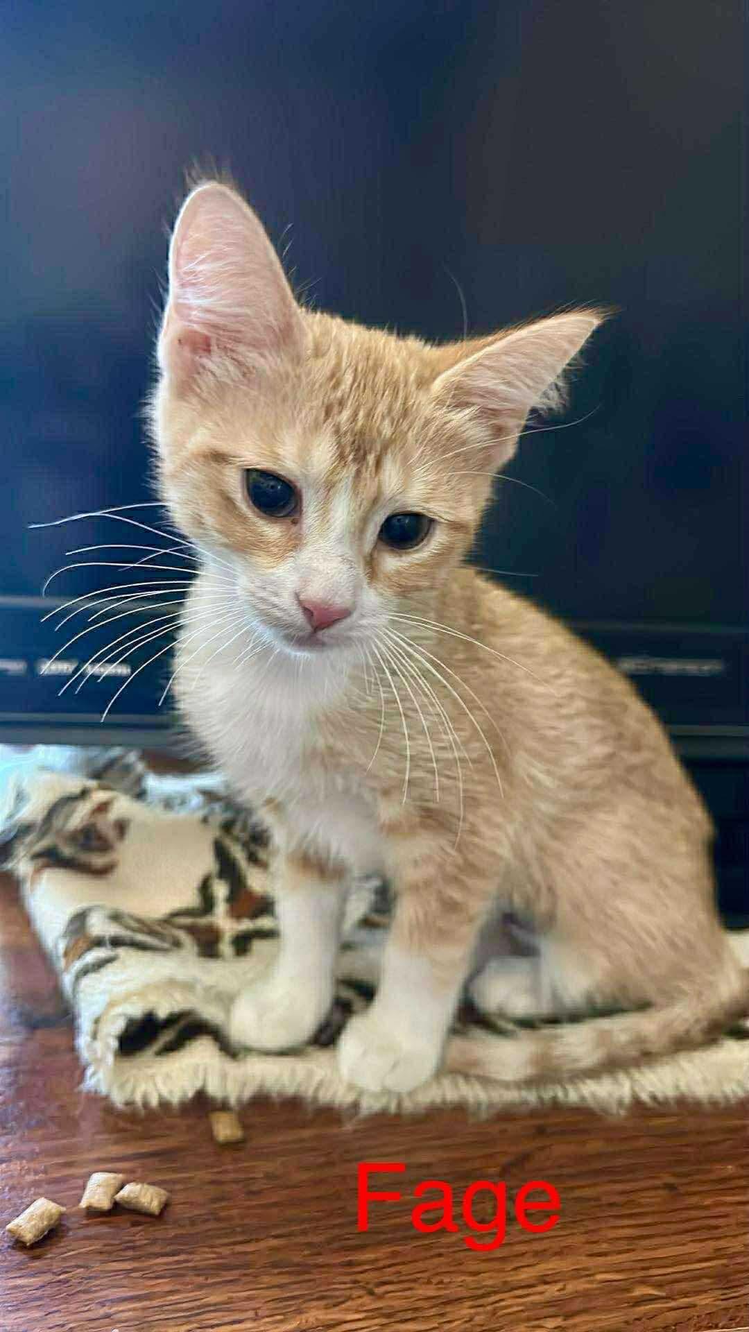 Fage, a Adoptable Domestic Short Hair in Mabank, TX image 4/5