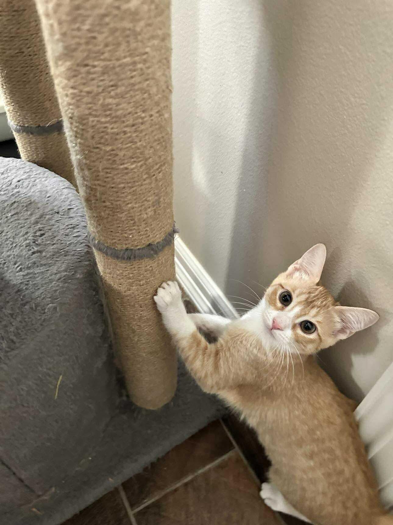 Fage, a Adoptable Domestic Short Hair in Mabank, TX image 3/5