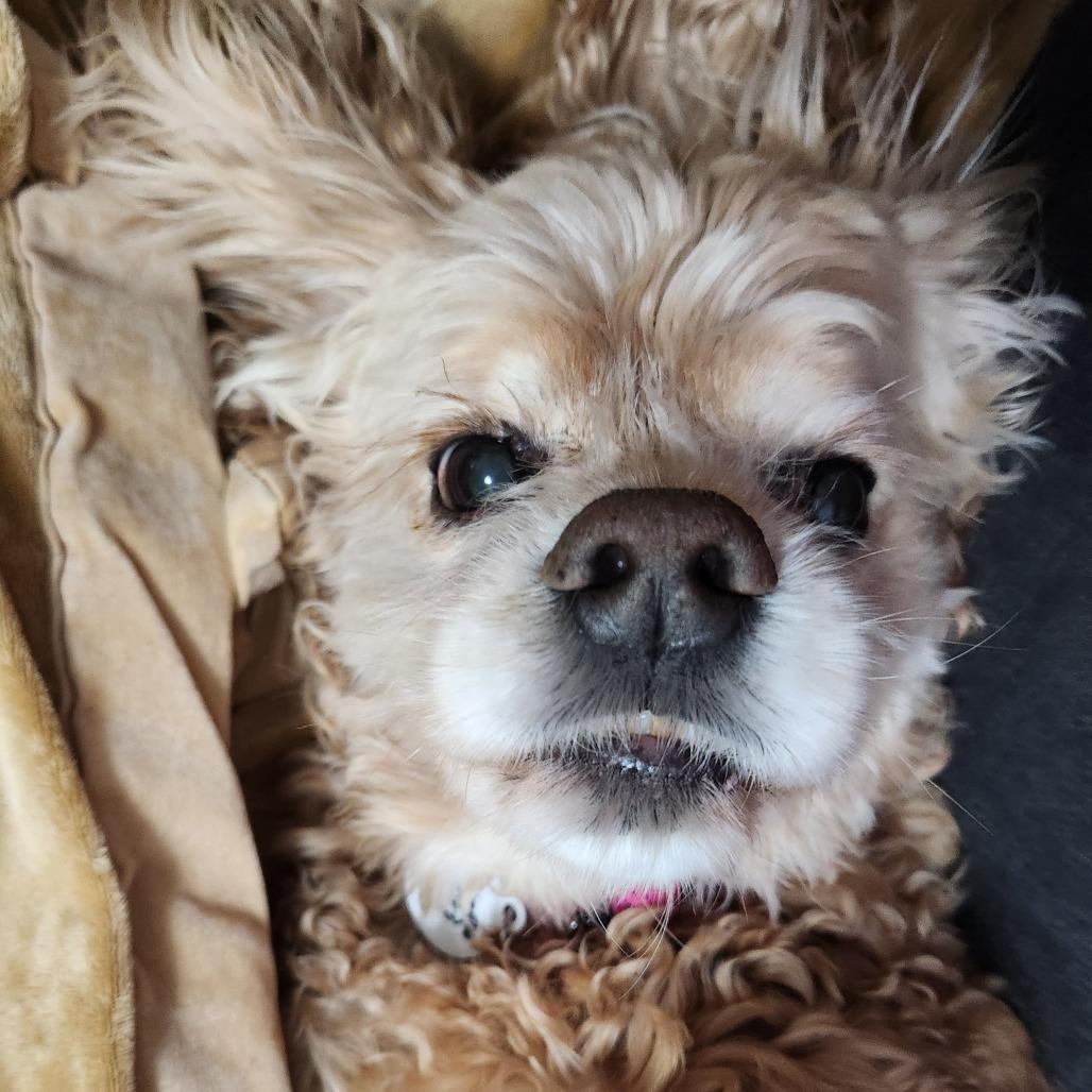Poshey, Adoptable, Senior Female Cocker Spaniel.