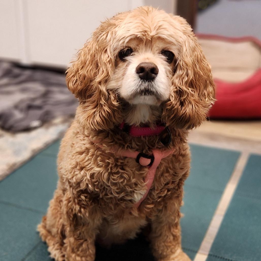 Enlarge Poshey, a Adoptable Cocker Spaniel in Raleigh, NC image 2/5